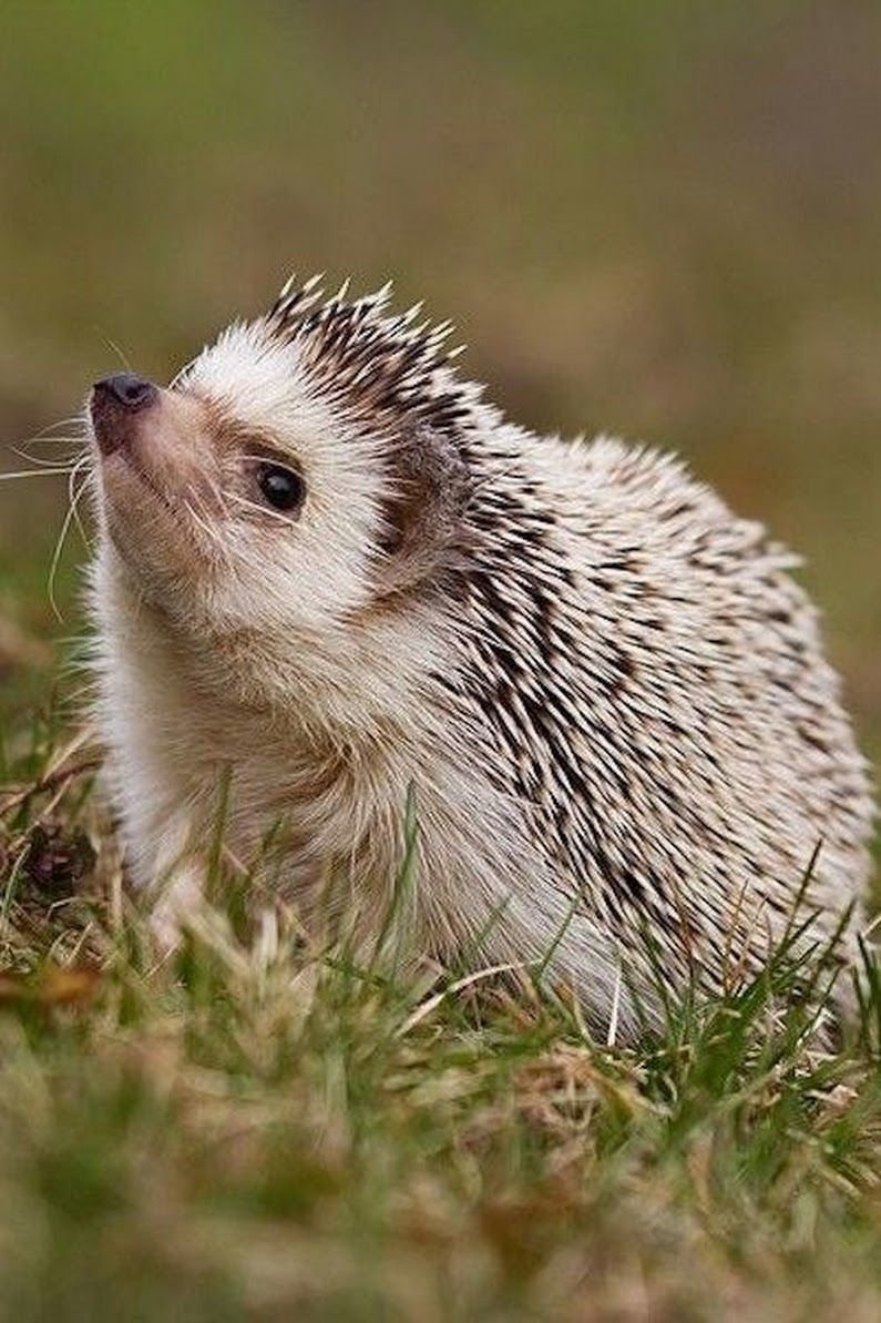 Млекопитающие ёж ежонок