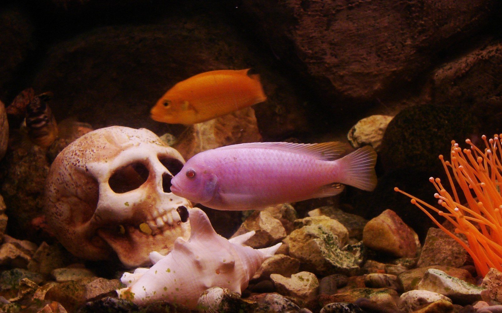 Аквариумные рыбки на дне. Розовые рыбки аквариумные. Донные аквариумные рыбки. Донные рыбки для аквариума. Красивые обитатели аквариума.