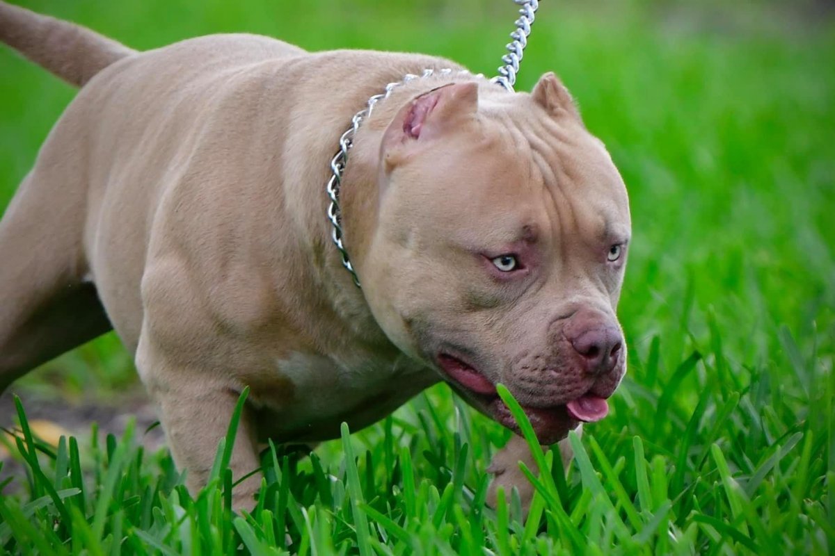Американский стаффордширский булли