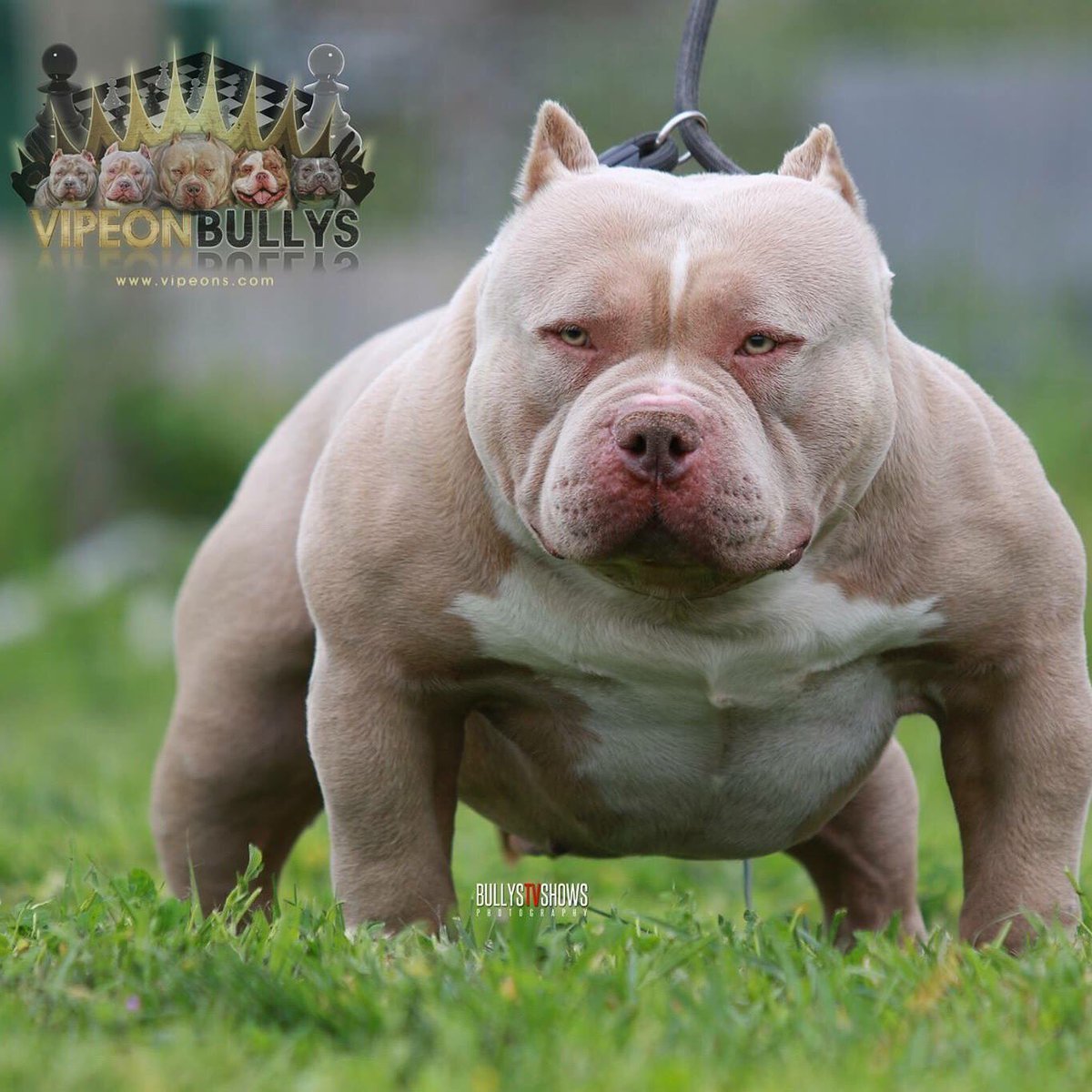 Американский булли лиловый стандарт