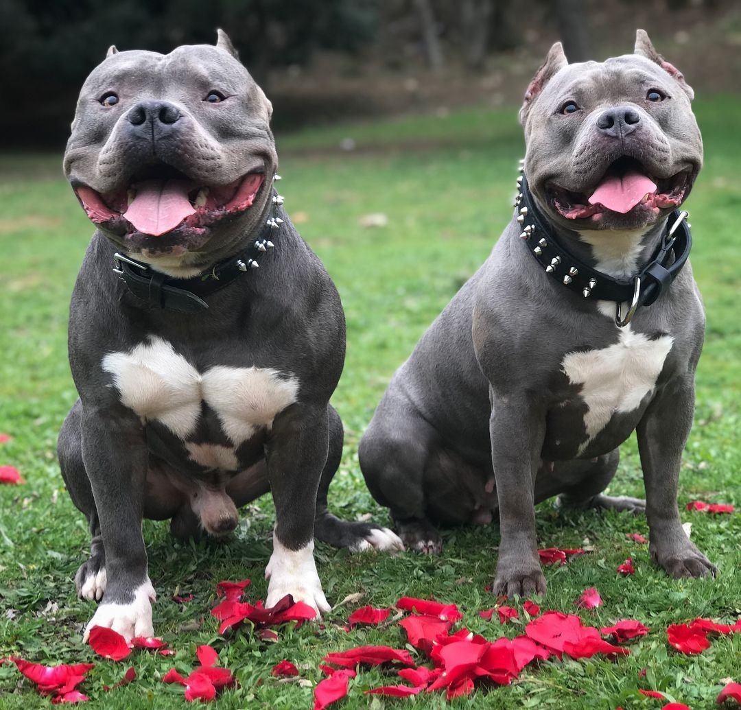 Американский стаффордширский булли