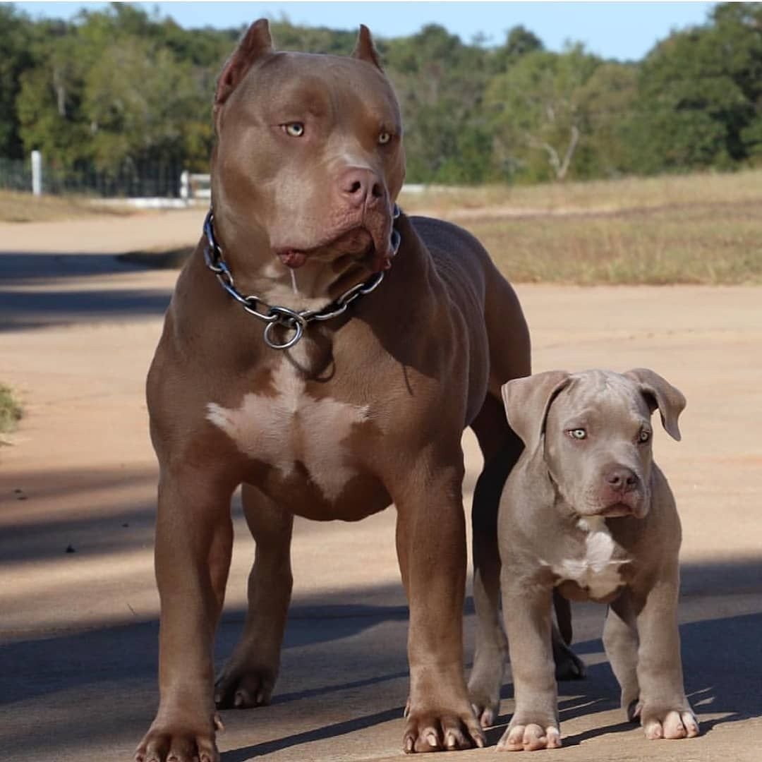 Американский стаффордширский булли