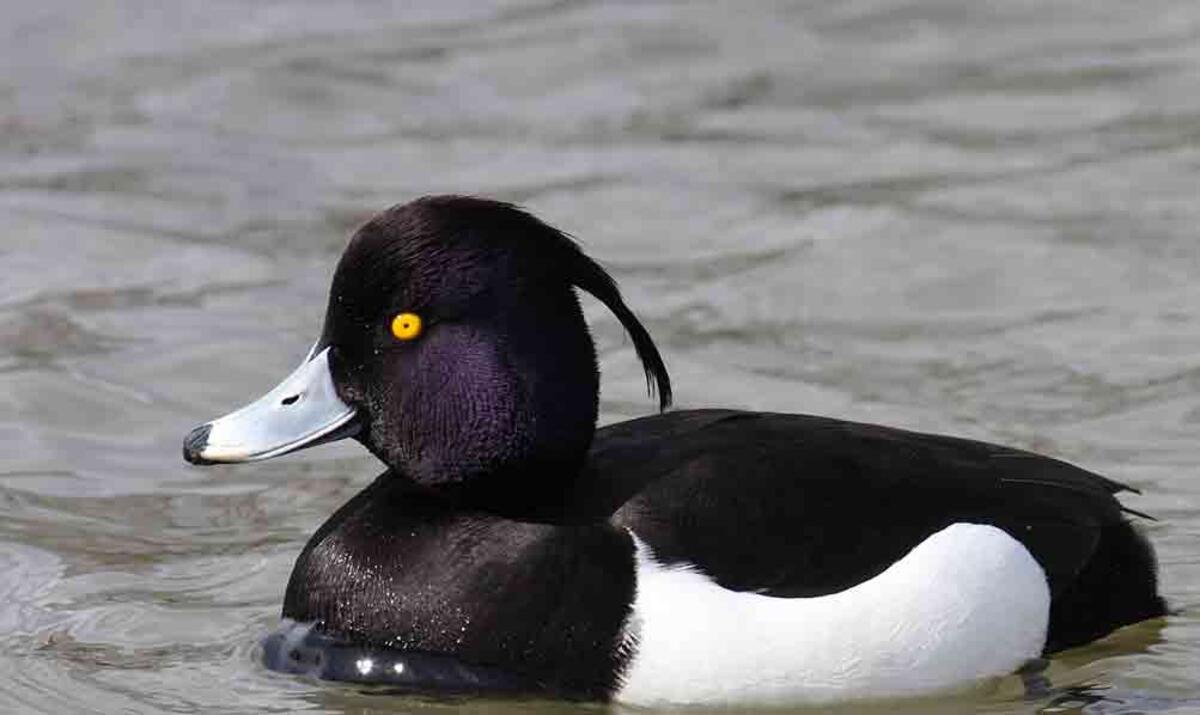 Водоплавающая птица с черной головой