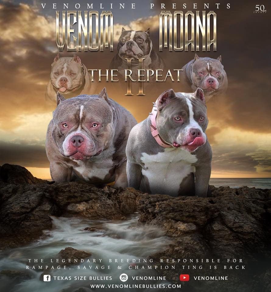 Американский булли Кондрат