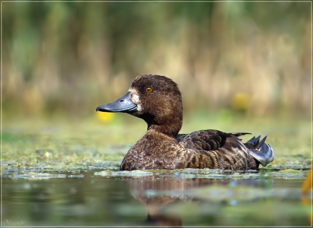 Морская чернеть утка осенью