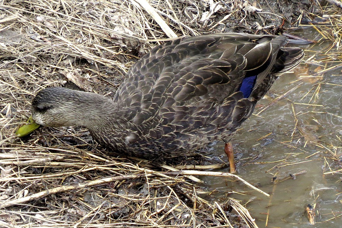 Отряд Гусеобразные клюв