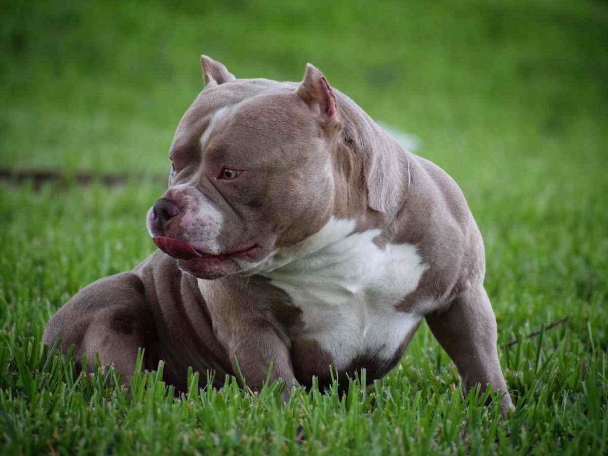 Американский булли Рокки