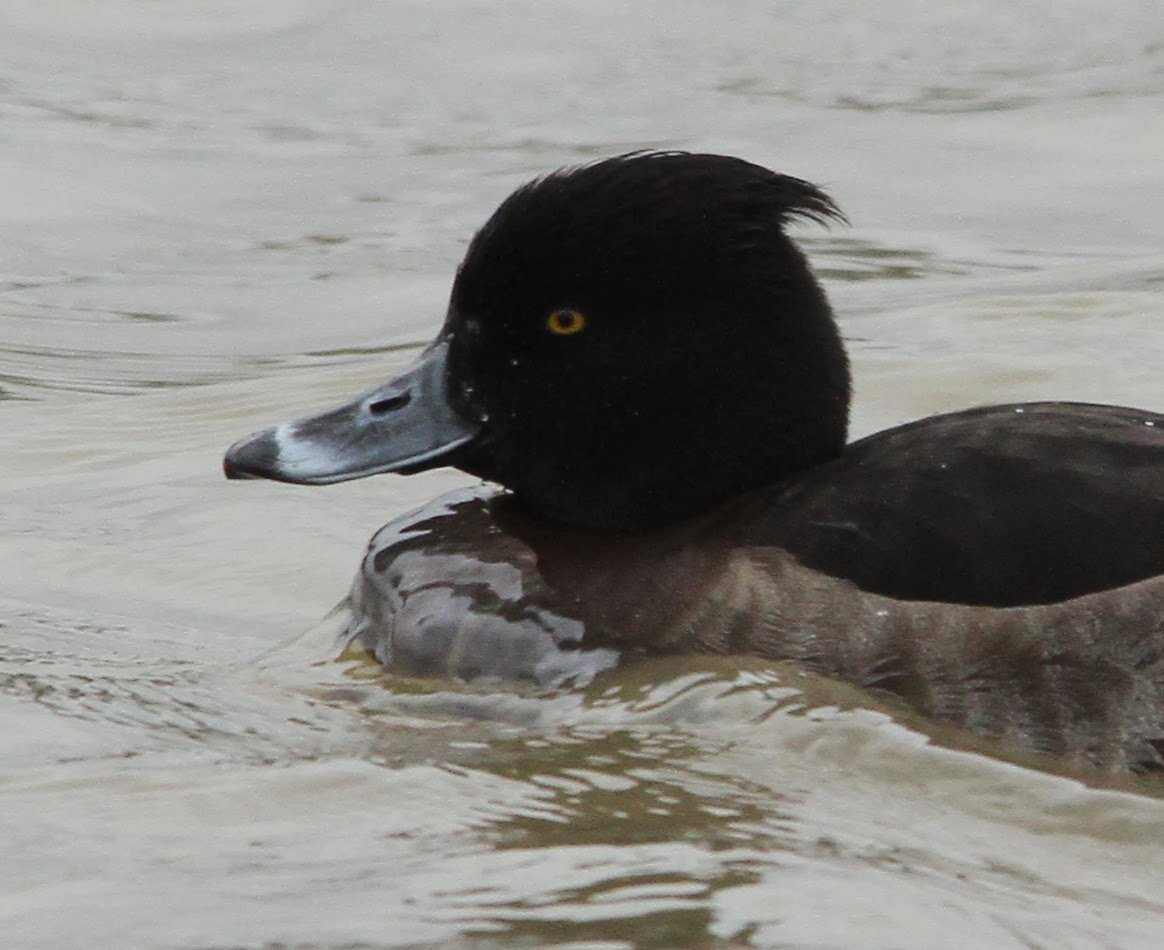Хохлатая чернеть отряд