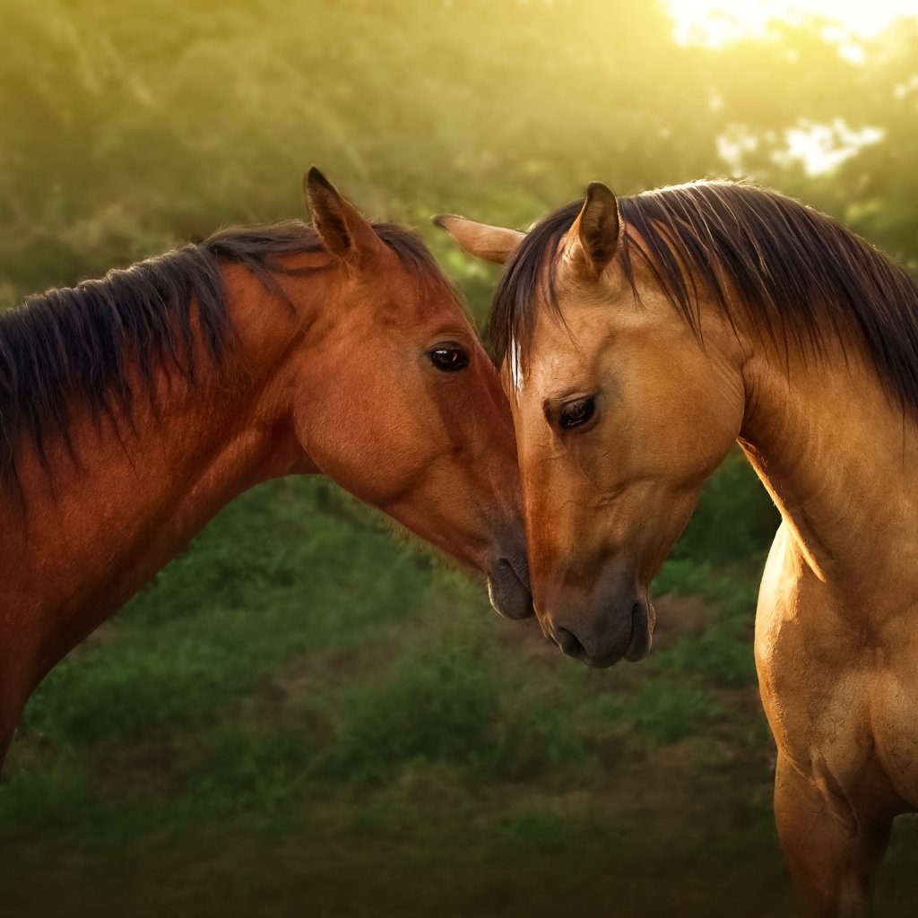 Пара лошадей