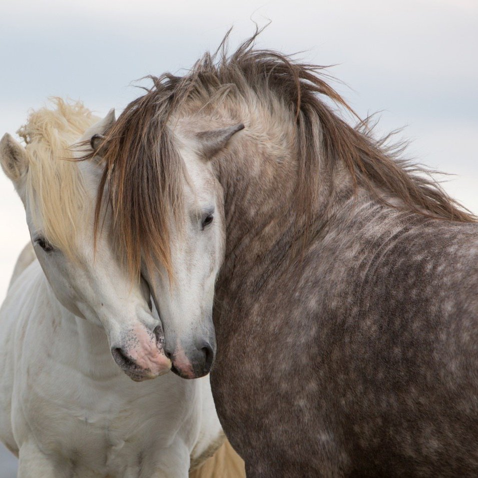 Влюблённые лошади