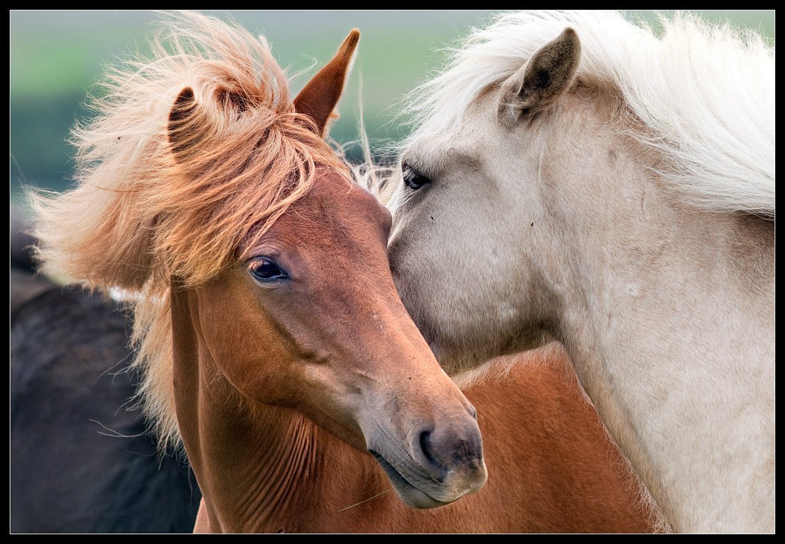Лошади вместе
