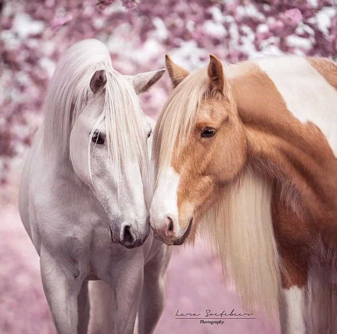 Милые лошадки