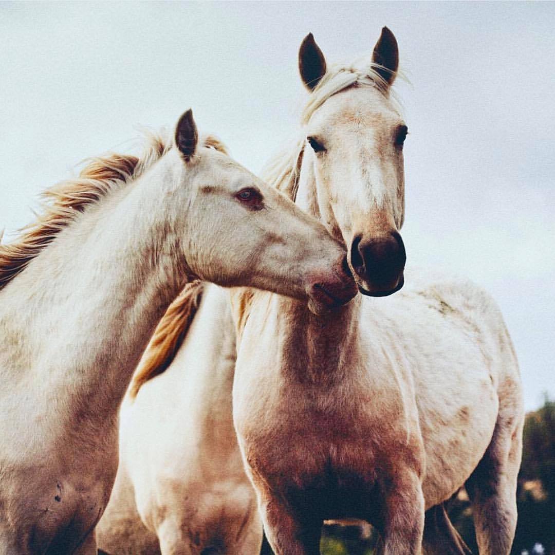 Влюбленные лошади