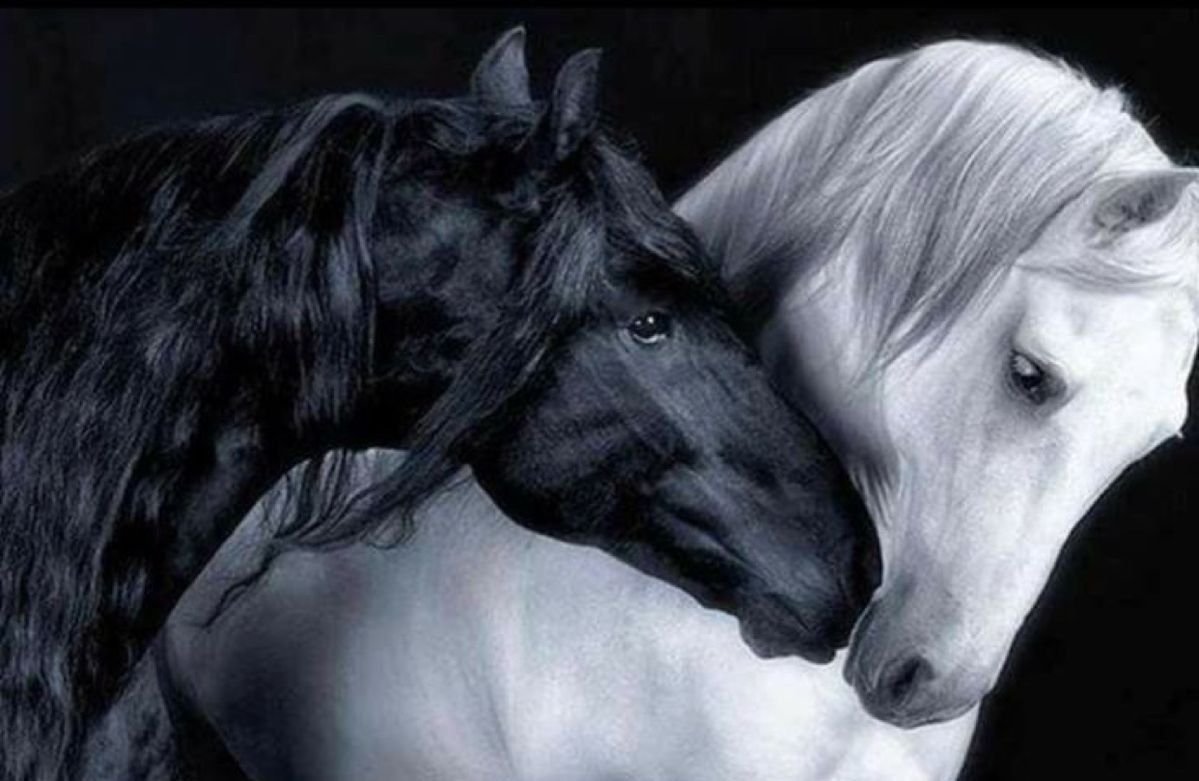 Пара лошадей