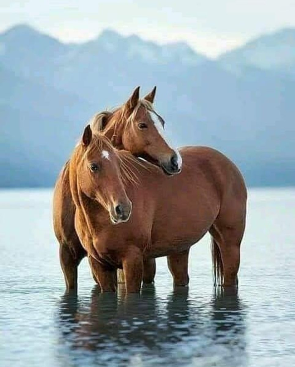 Любовь лошадей