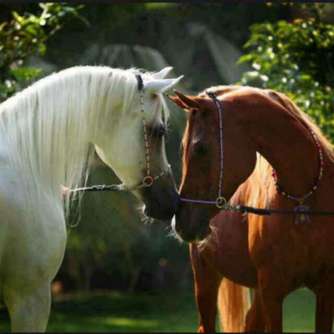 Влюбленные лошади