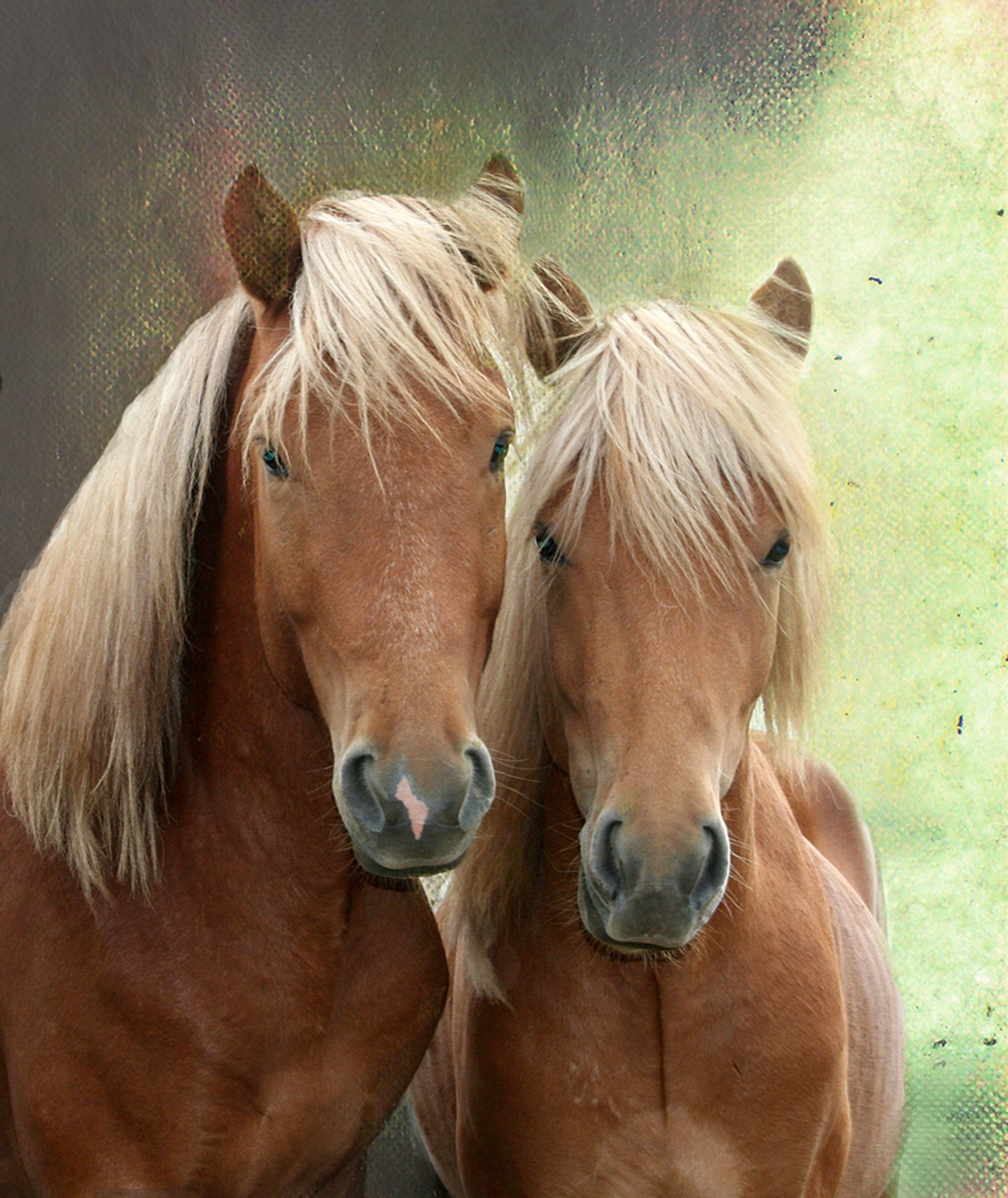 Лошадь с 2 девушками. Две лошади. Пара лошадей. Влюбленные лошади. Любовь лошадей.