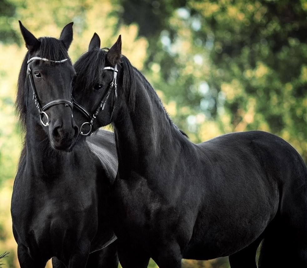Басуто лошадь Вороная