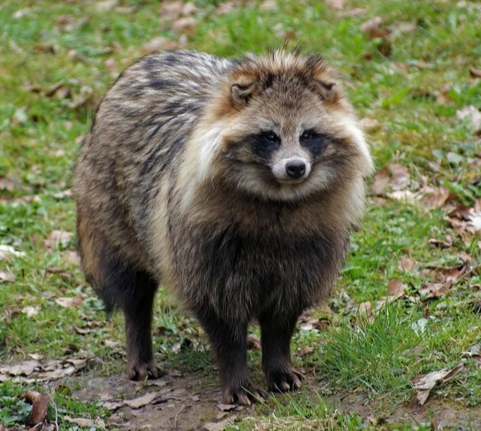 Енотовидная собака Тануки