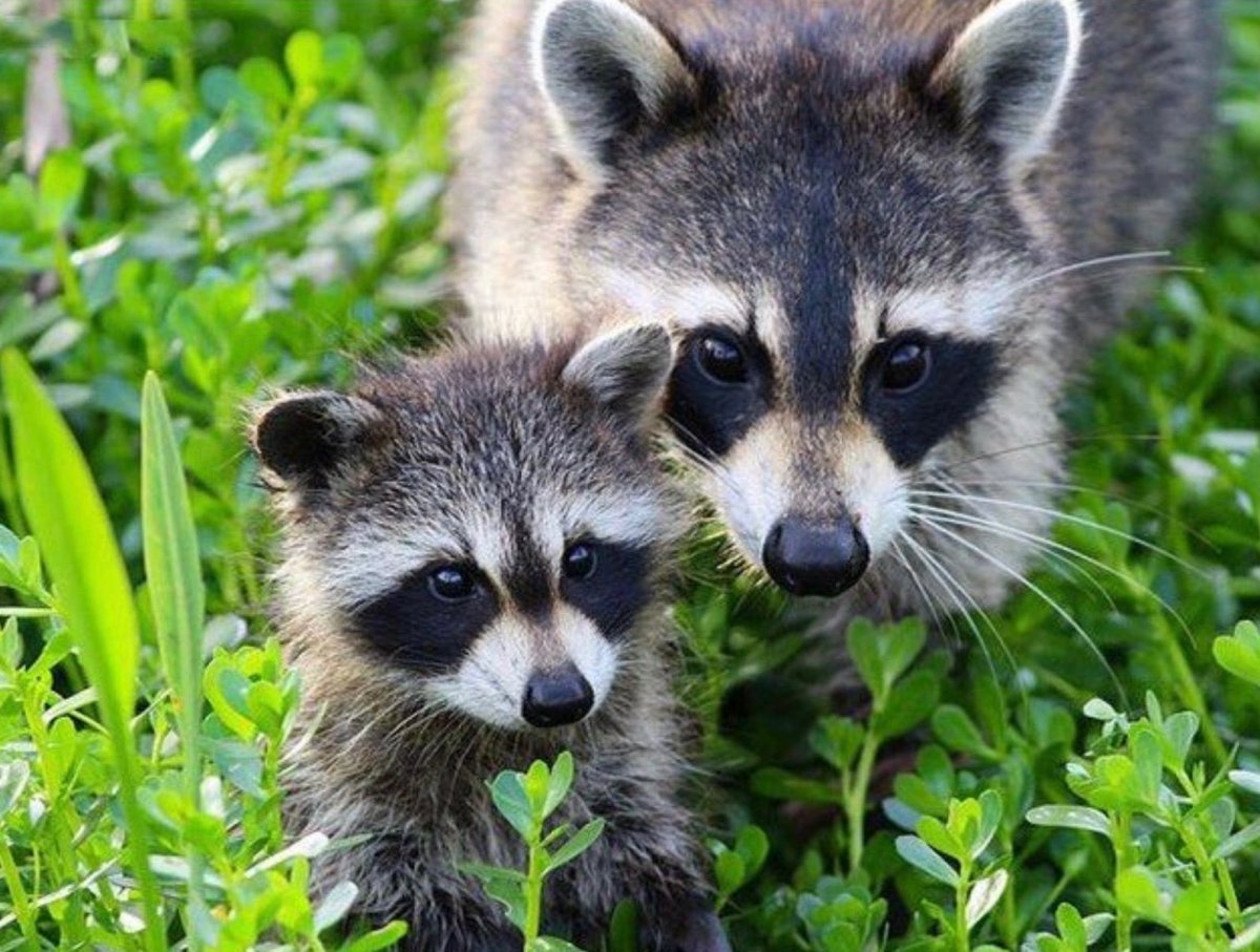 Енотовидная собака Тануки