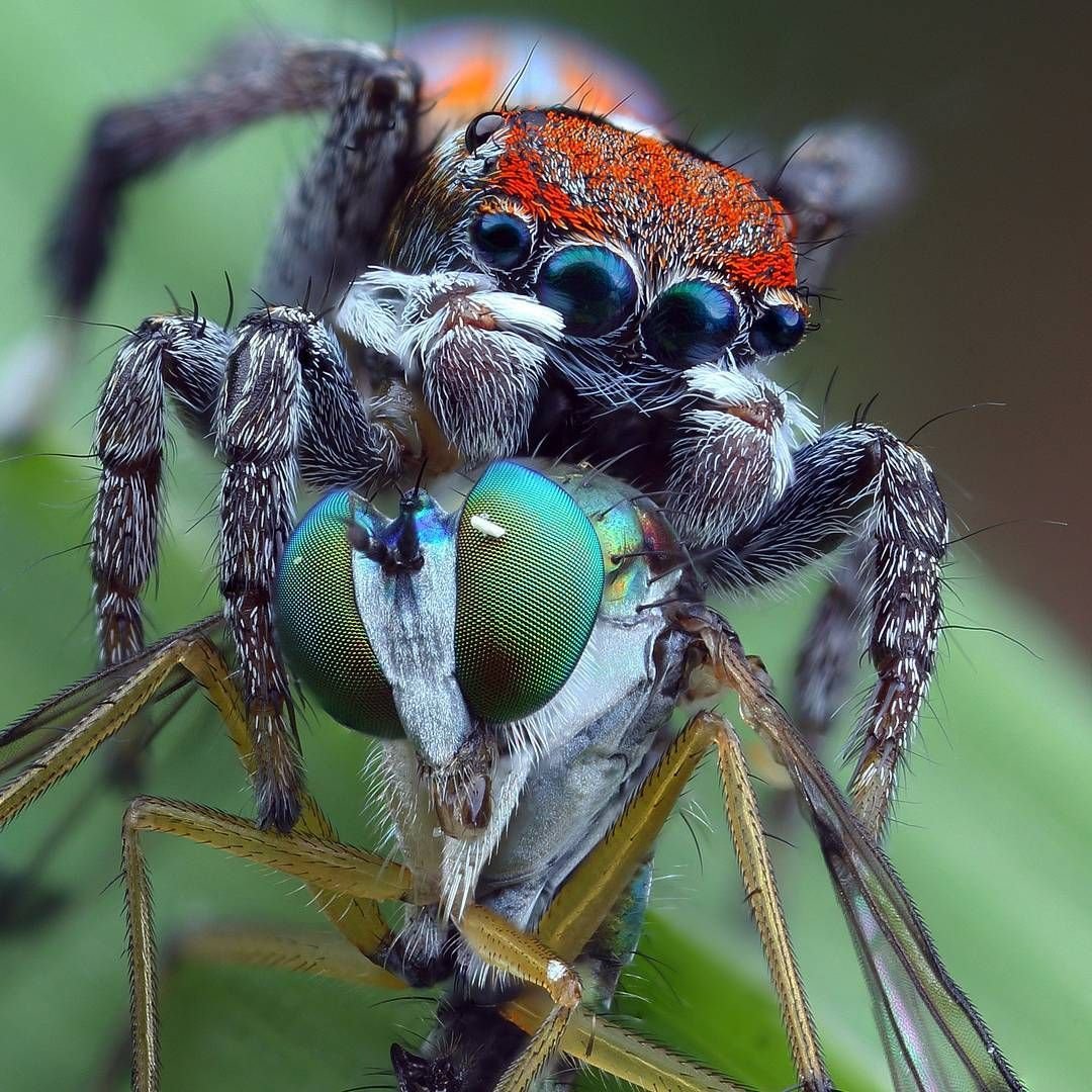 Красноспинный паук скакун