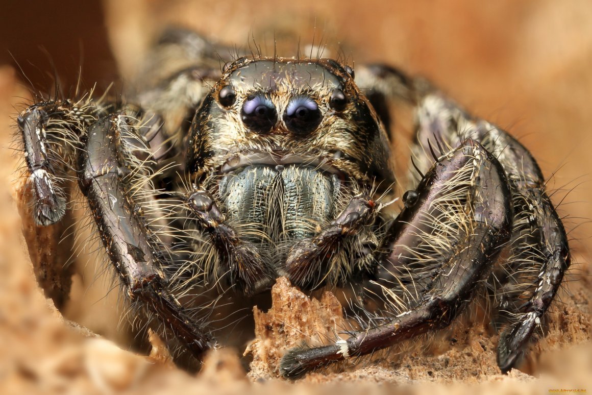 Паук Мизгирь маленький