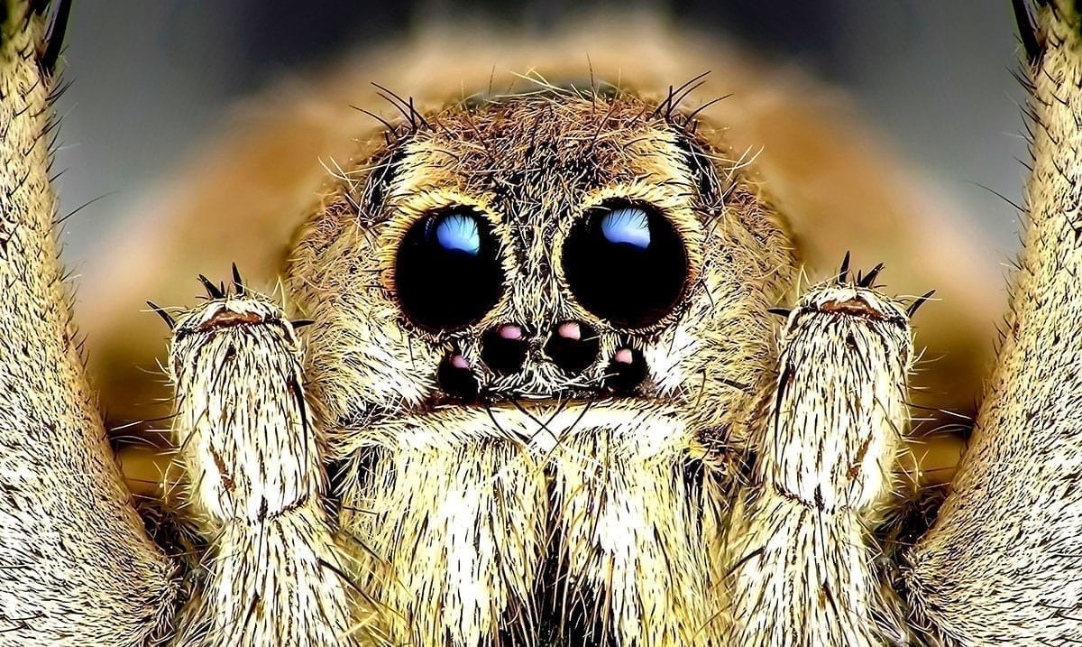 Муравьиный паук скакун