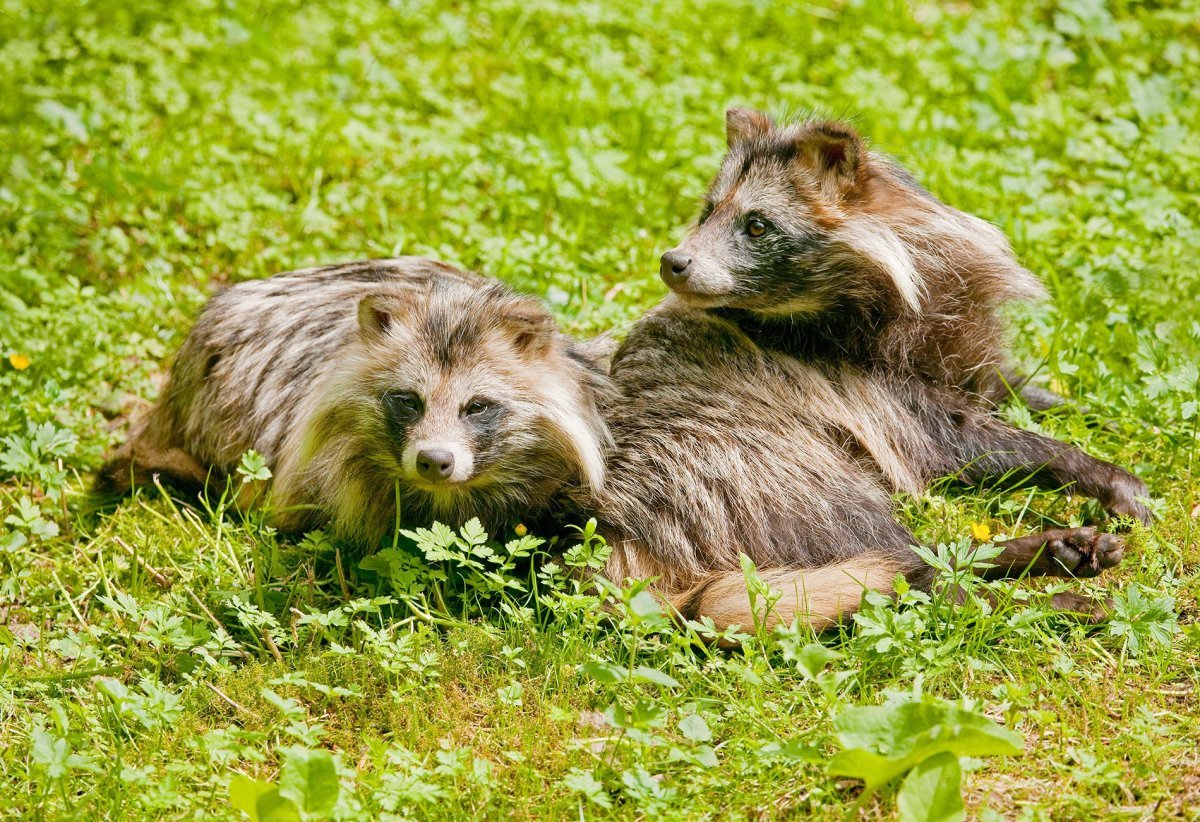 Енотовидная собака и енот различия
