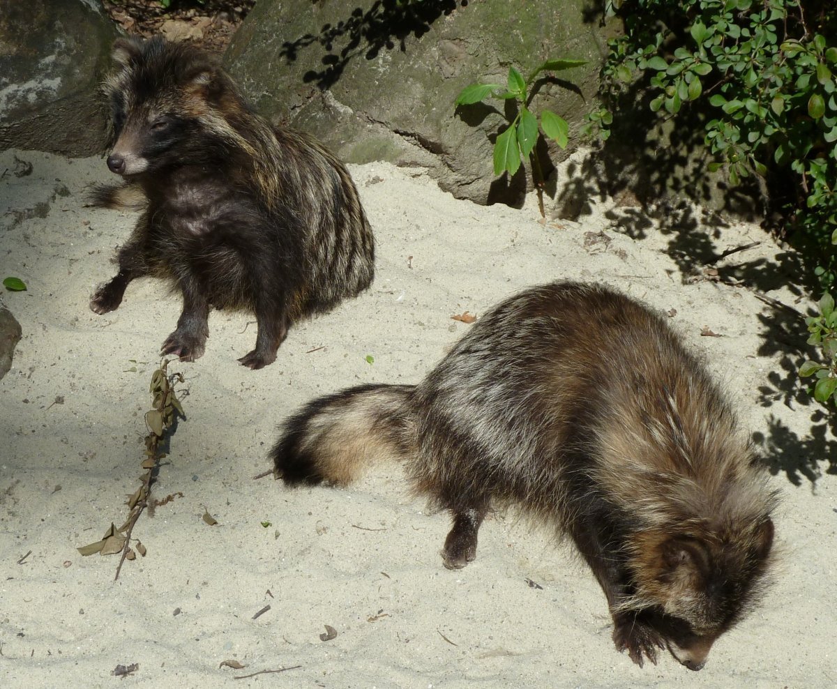 Животное похожее на скунса и енота
