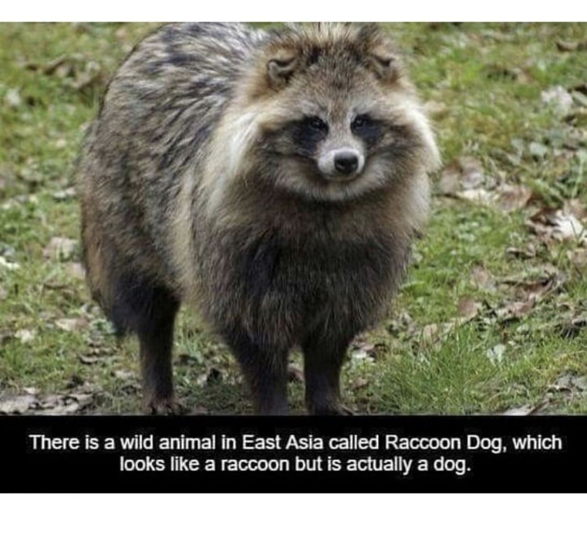 Следы енота и енотовидной собаки