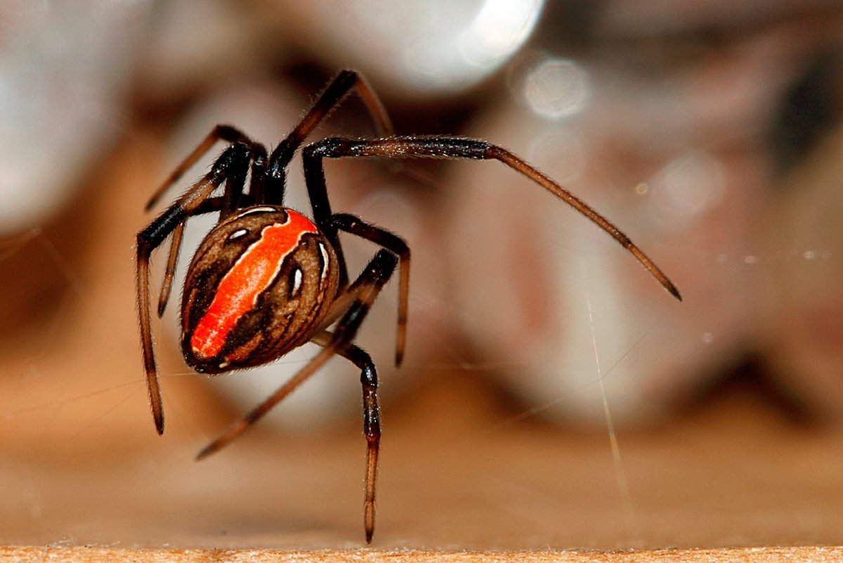 Latrodectus hasselti паук