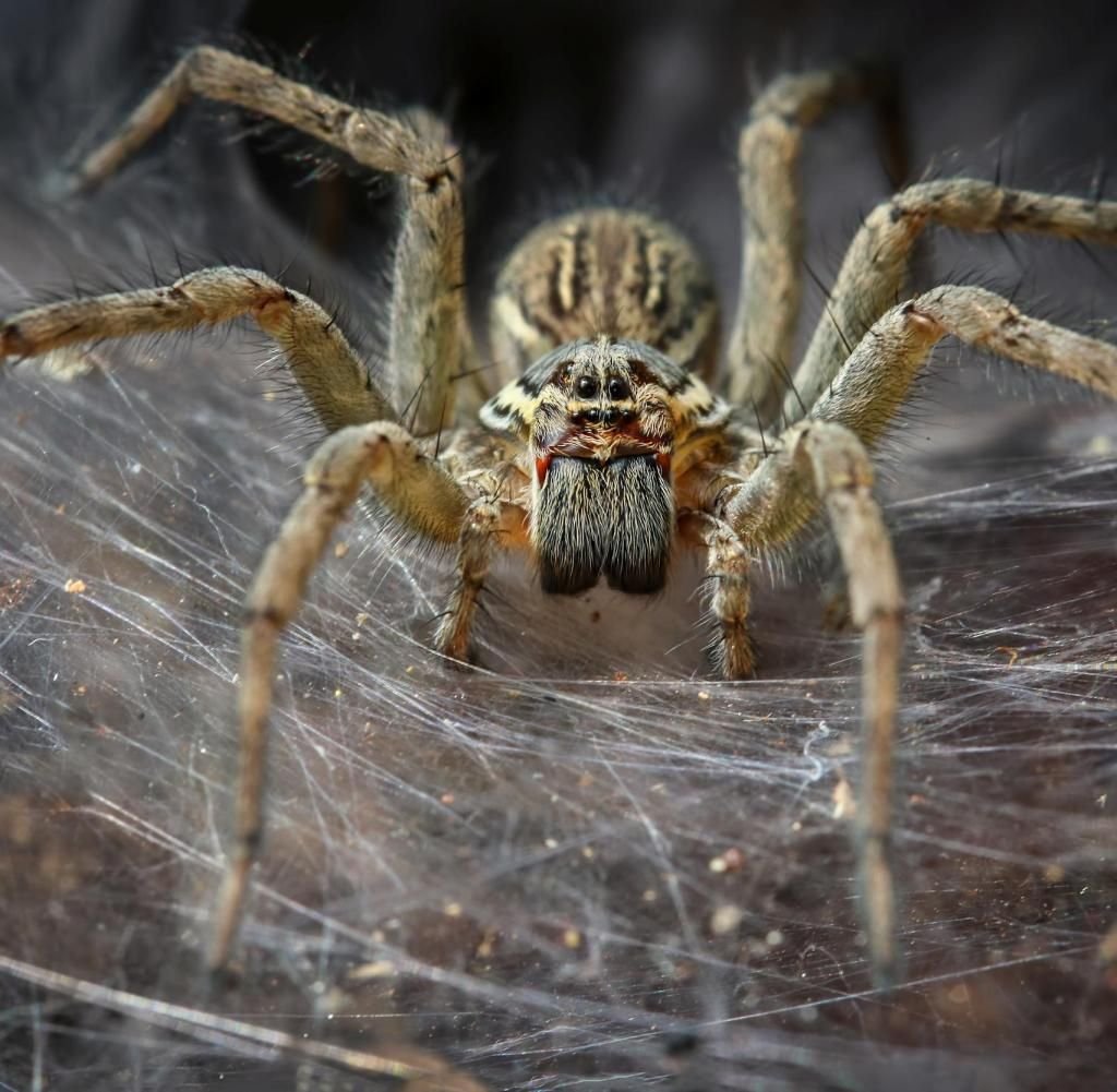 Паук вампир