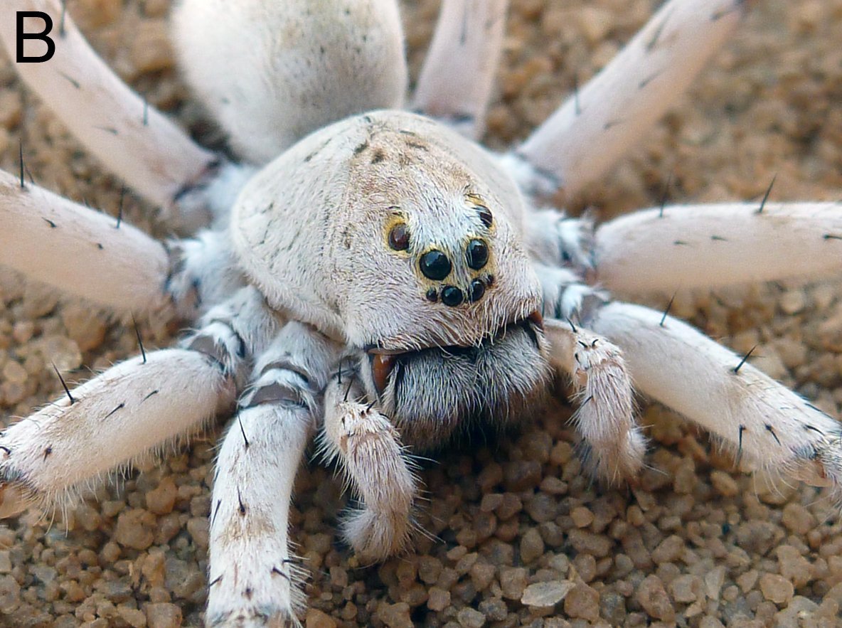 Крымский паук скакун