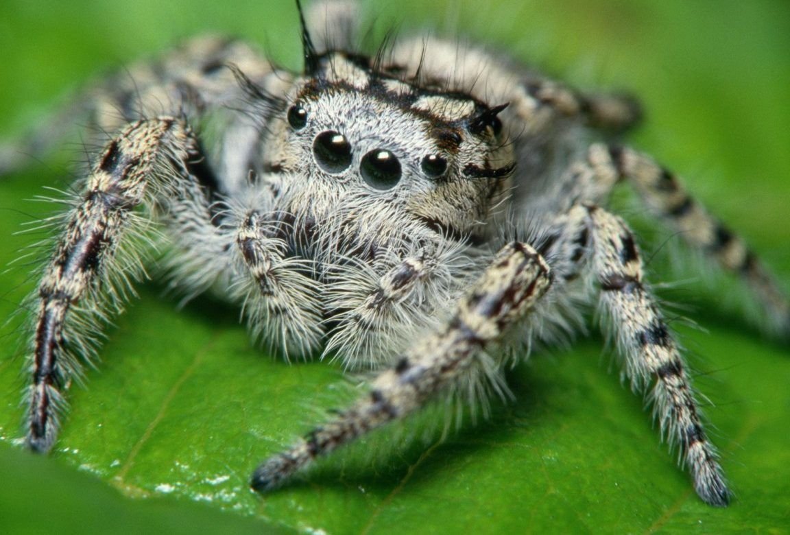 Паук похожий на сову