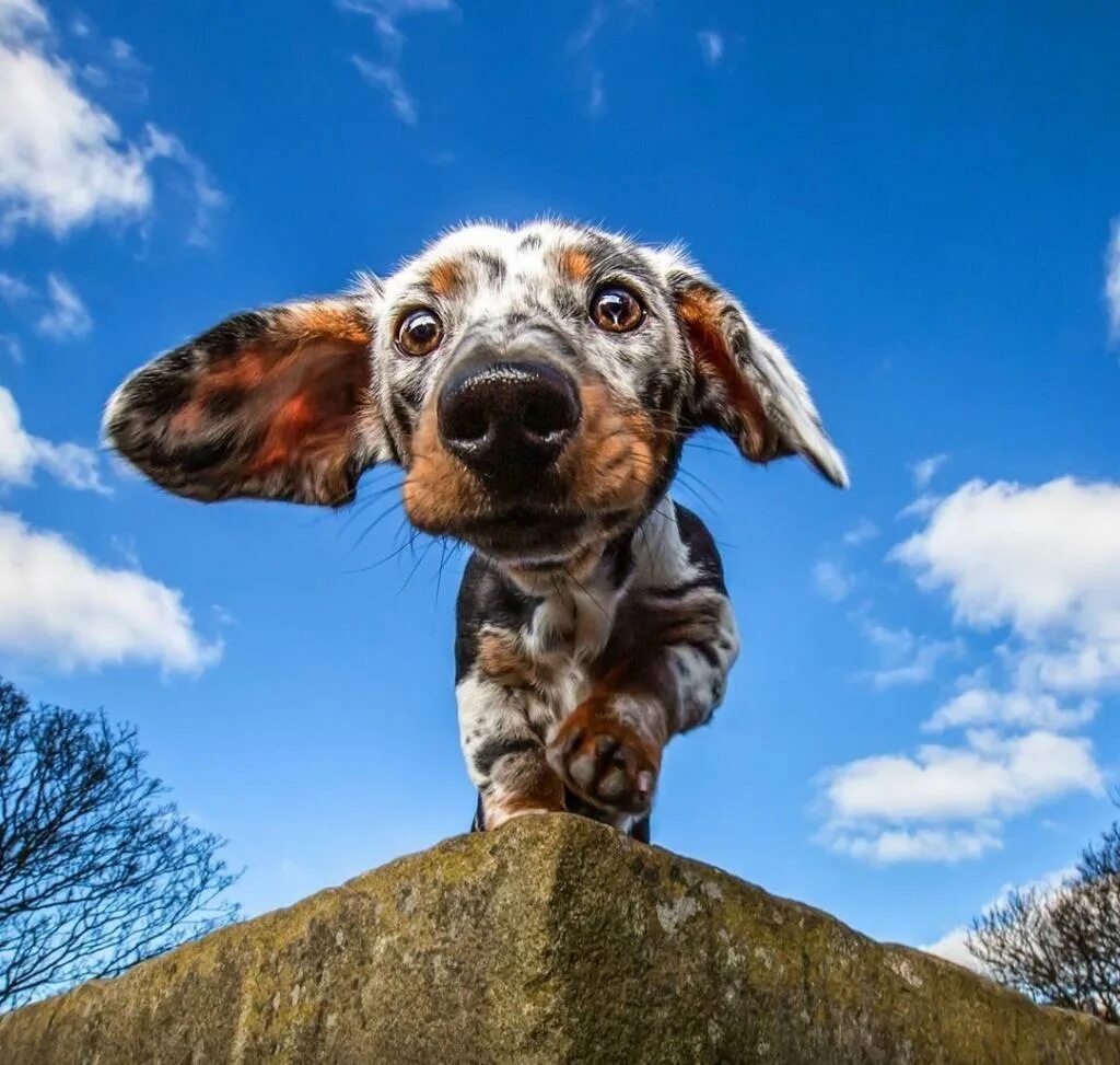 Удивительные собаки