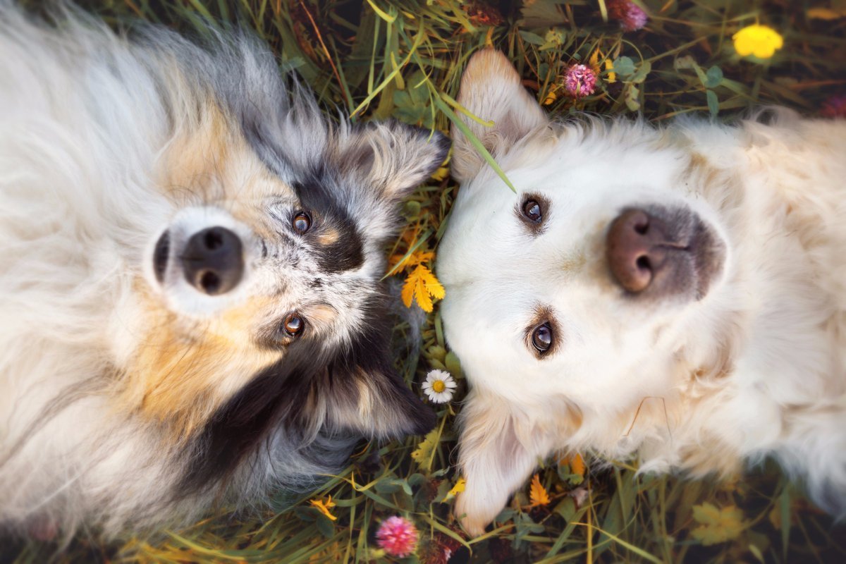 Милые собачки и кошечки