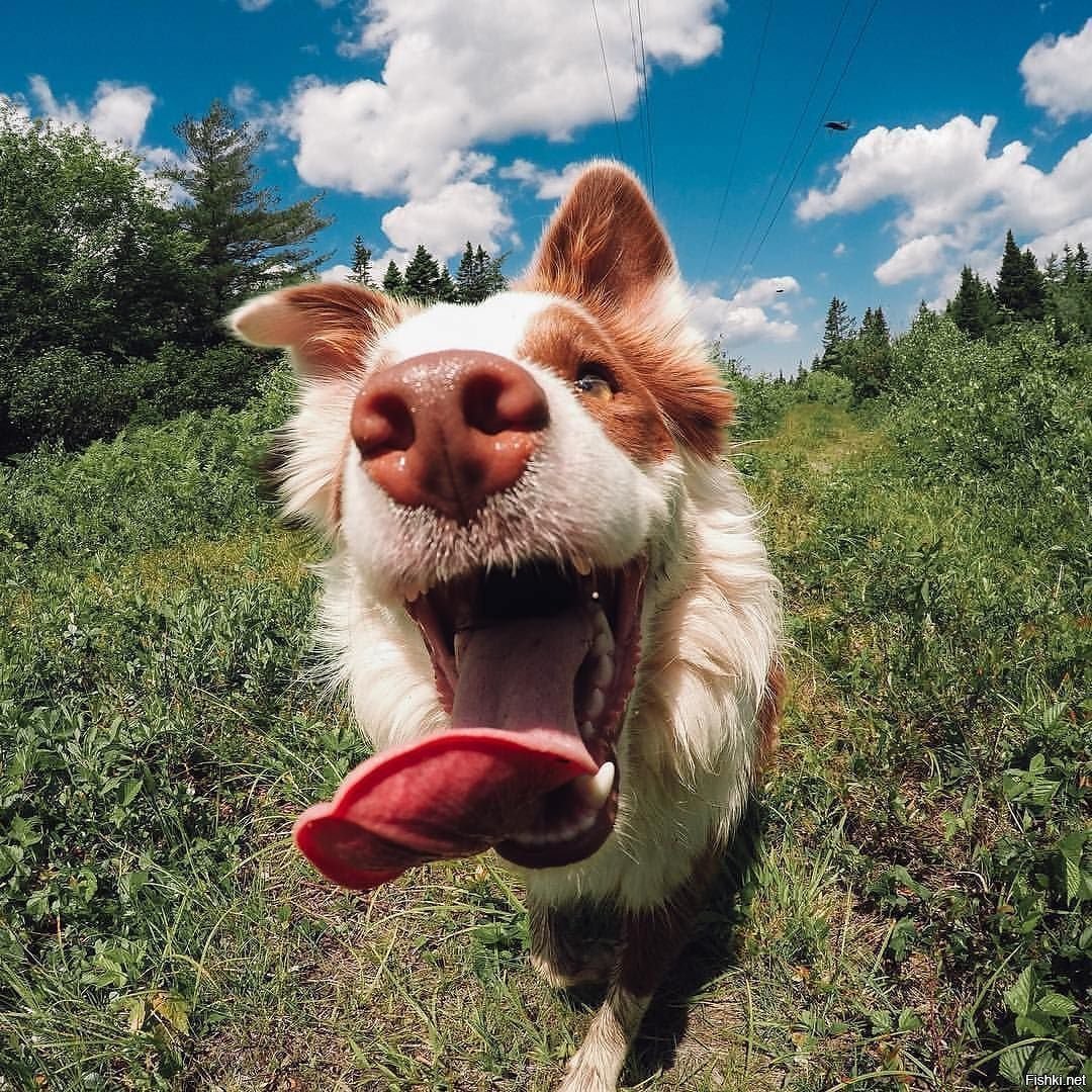 Смешные животные приколы