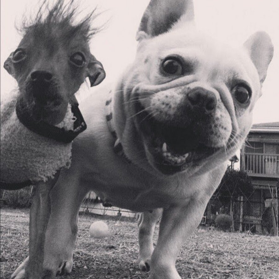 Приколы с собаками до слез