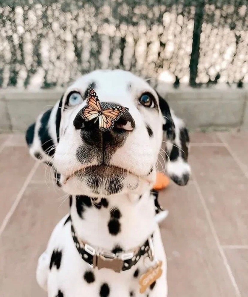 Пикчи с собачками