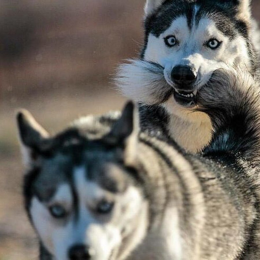 Хаски балбес