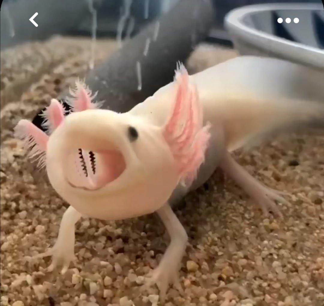 Аксолотль черный и белый