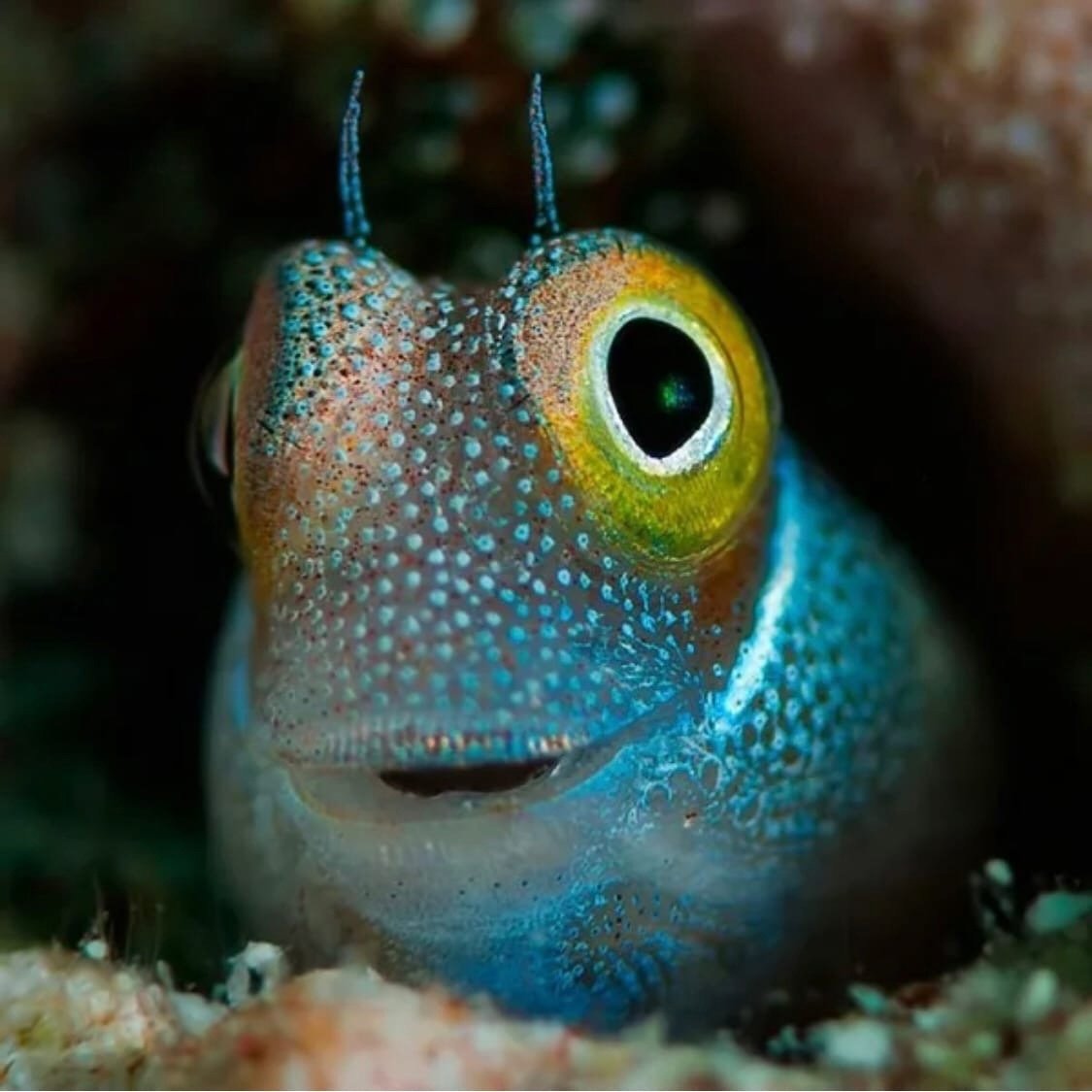 Рыба капля милая