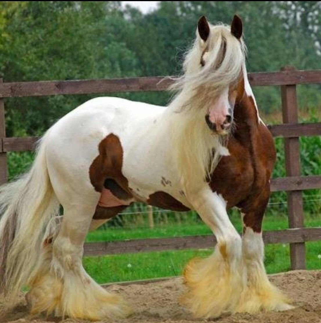 Лошади породы Тинкер