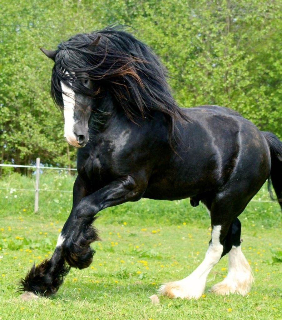 Порода лошадей шайрон