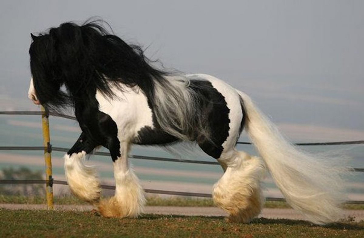 Черно белая лошадь порода