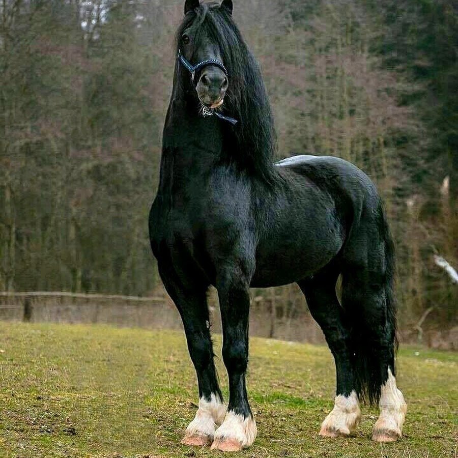 Тяжеловоз Шайр черный