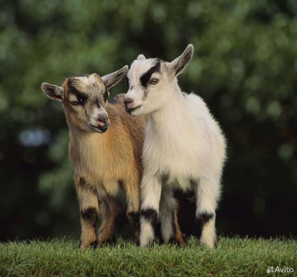 Pygmy Goat