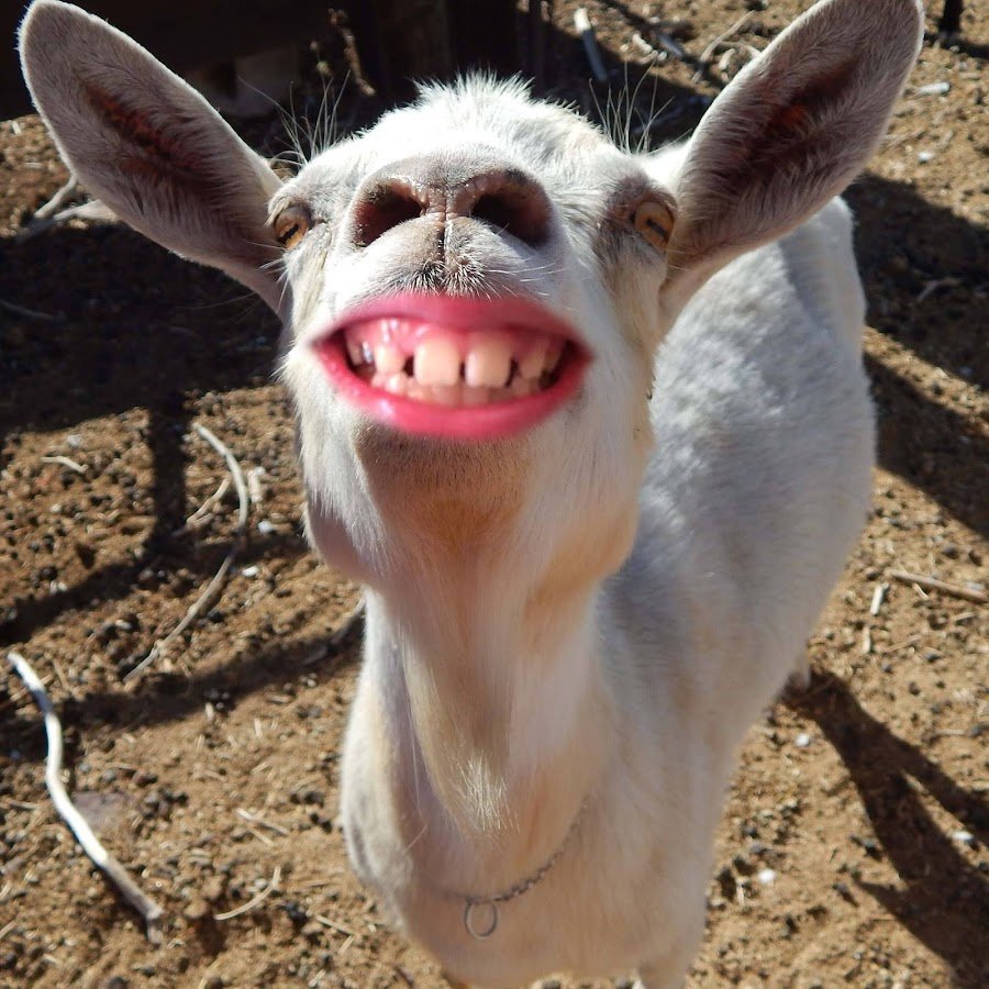 Козел смеется