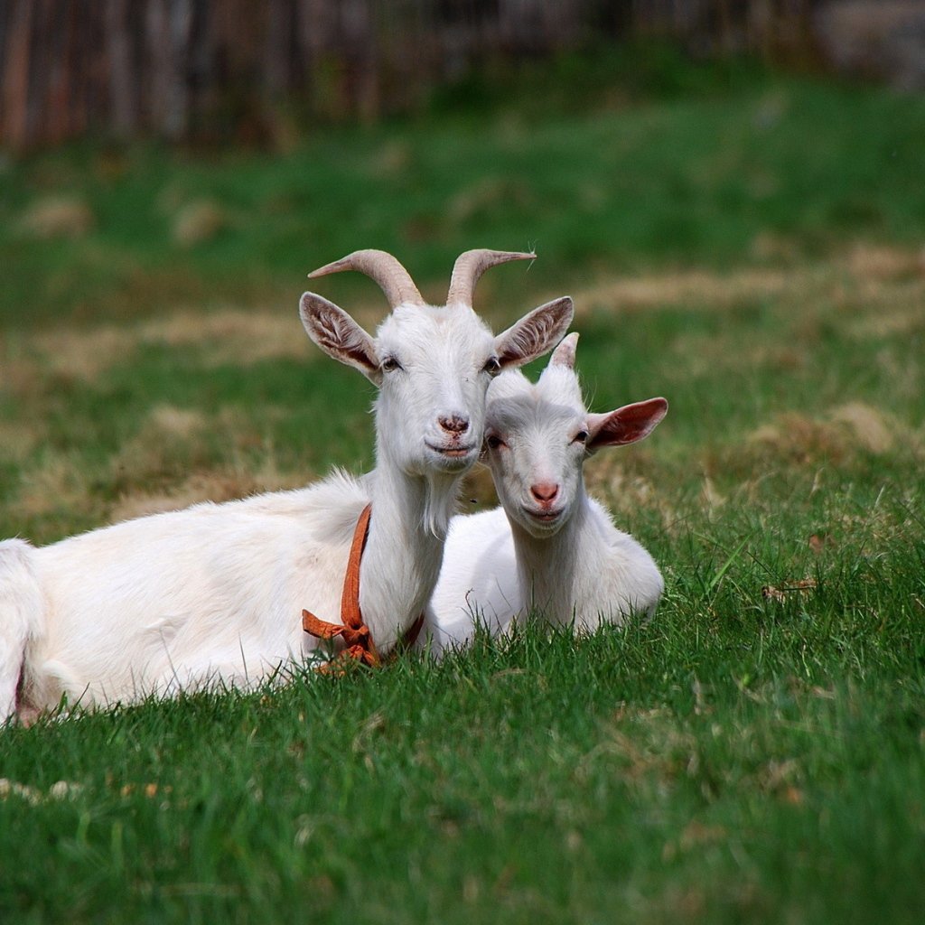 Горьковская коза