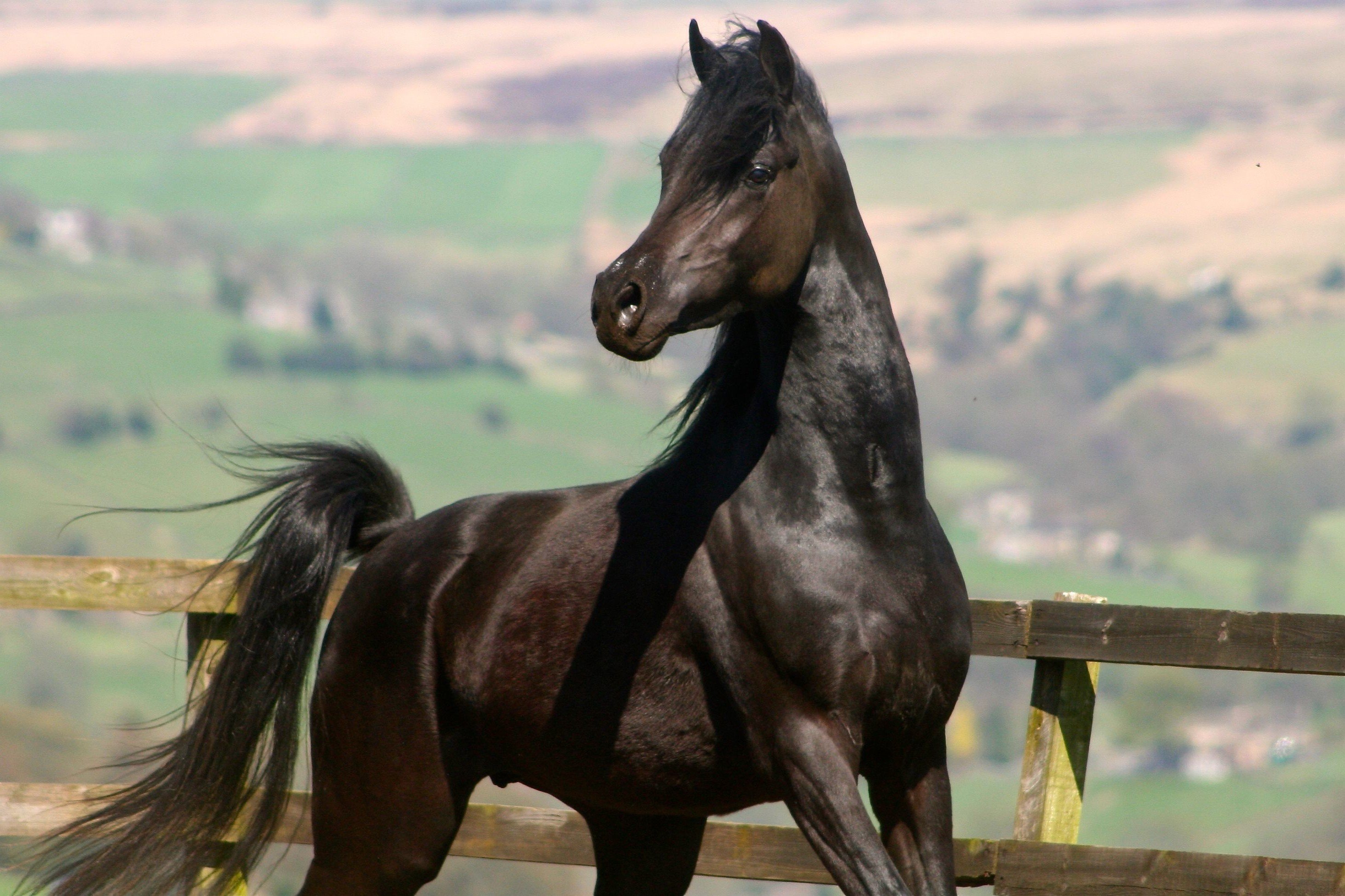 Эта лошадь красива и своенравна. Арабская лошадь (арабский скакун). Породы лошадей арабский скакун. Арабская чистокровная лошадь. Верховая арабская лошадь Дахман.
